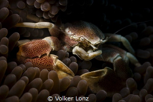 Porcelaincrab by Volker Lonz 